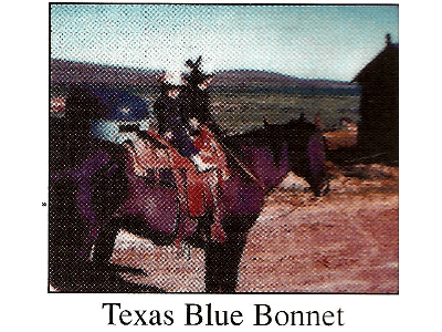 TEXAS BLUE BONNET