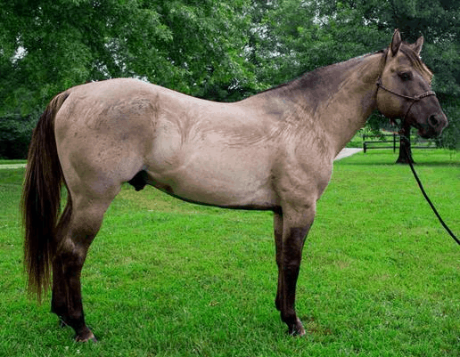 Wyo Grulla Try