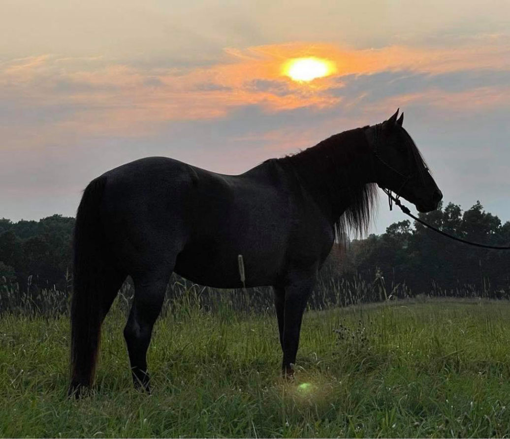 B&T Performance Horses